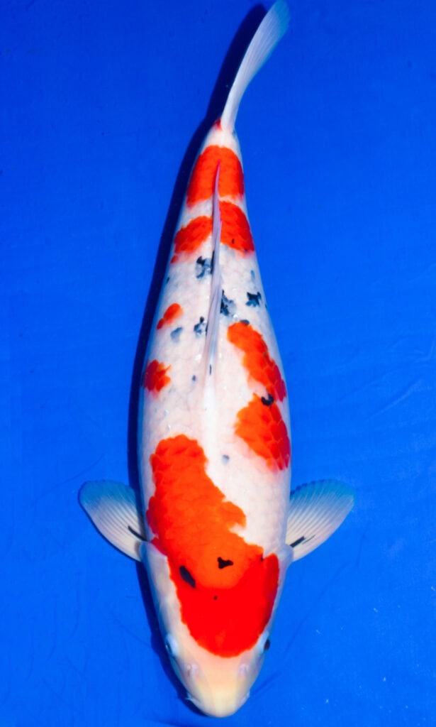 Colourful koi fish in blue water