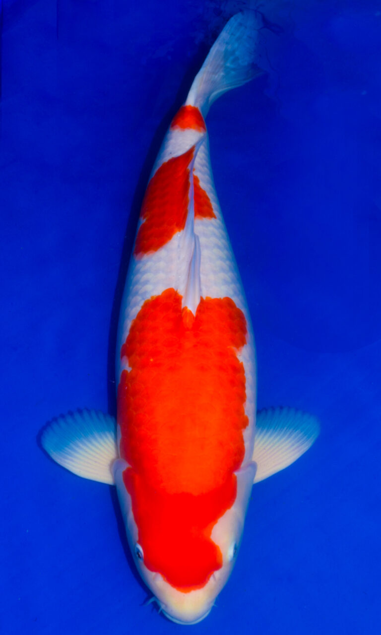 Colourful koi fish swimming in clear blue water.