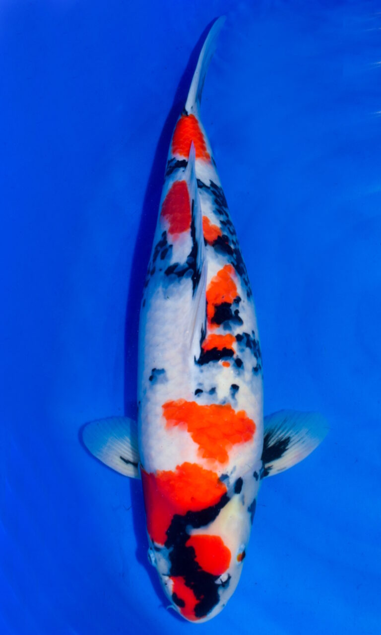 Colourful koi fish swimming in blue water.