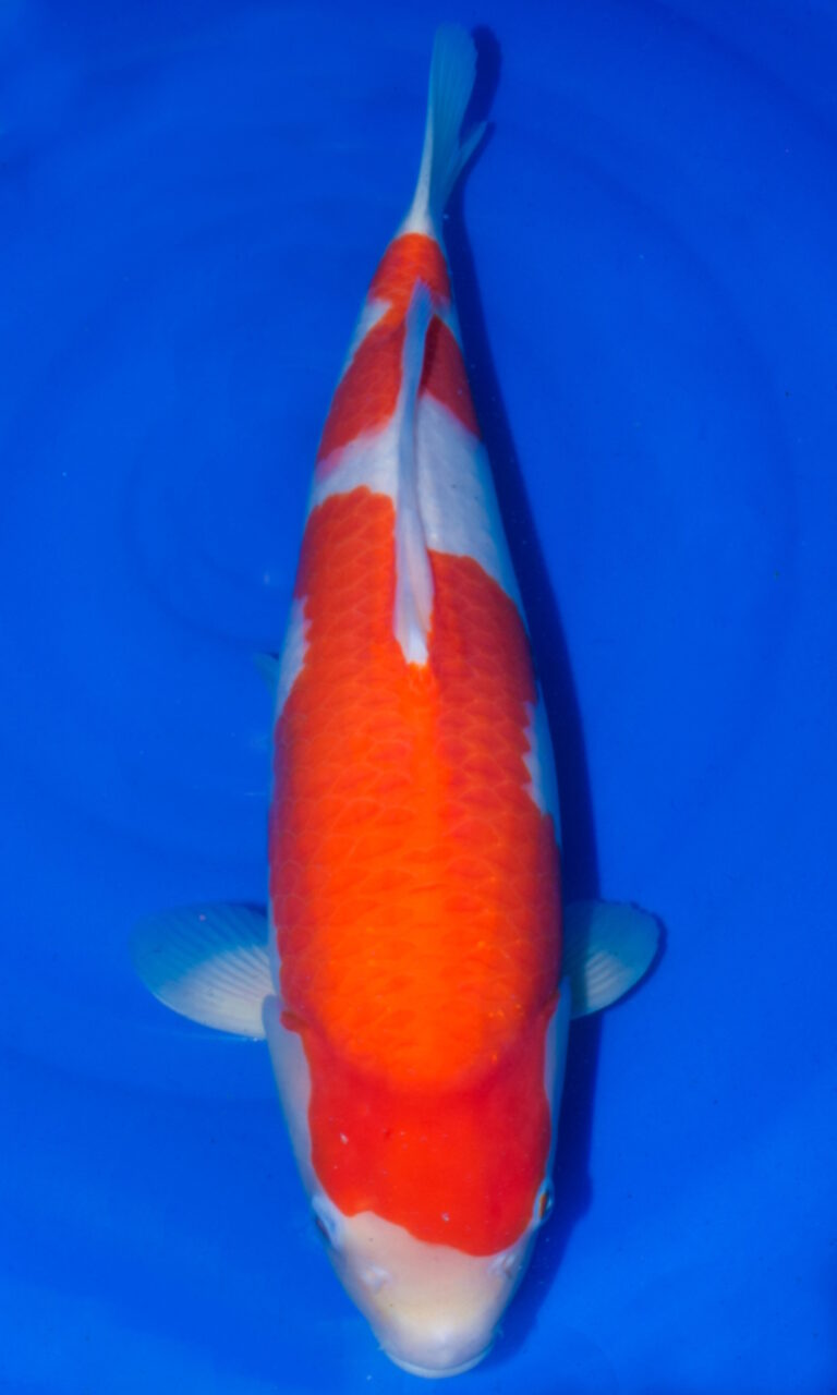 Colourful koi fish swimming in blue water