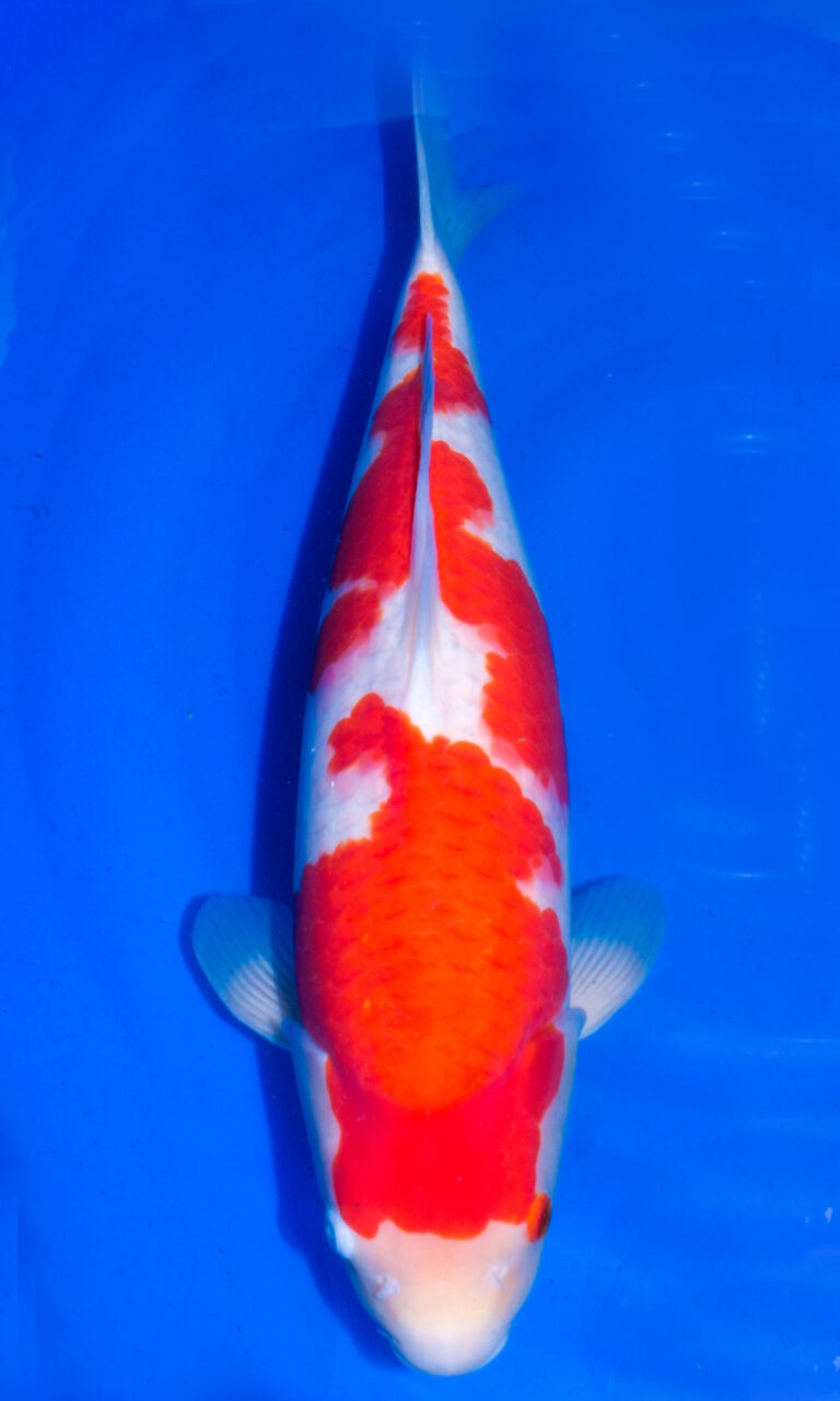 Colourful koi fish swimming in clear blue water.