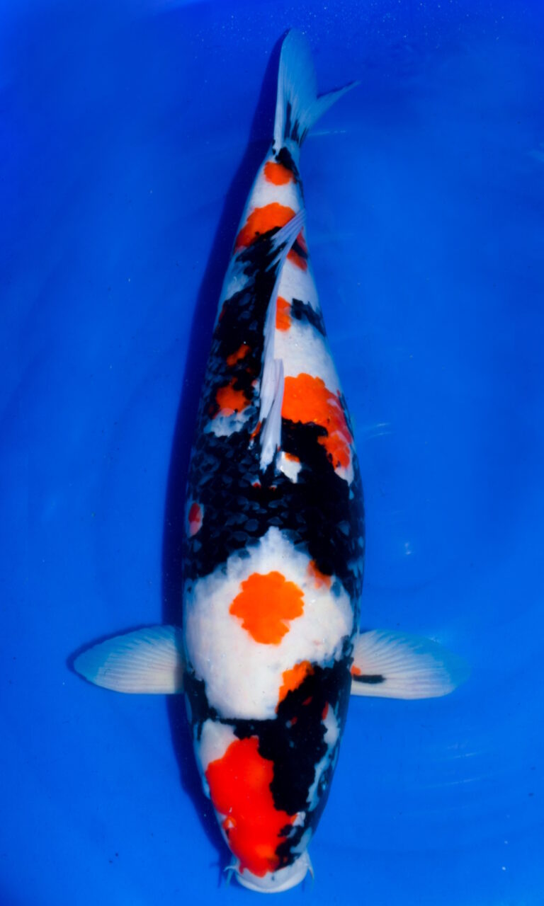 Colourful koi fish swimming in blue water.