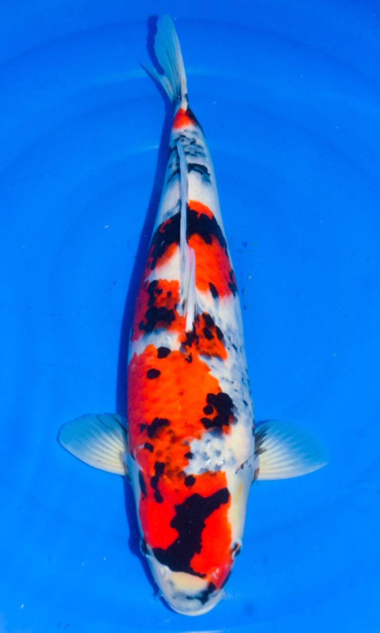Colourful koi carp swimming in blue water.