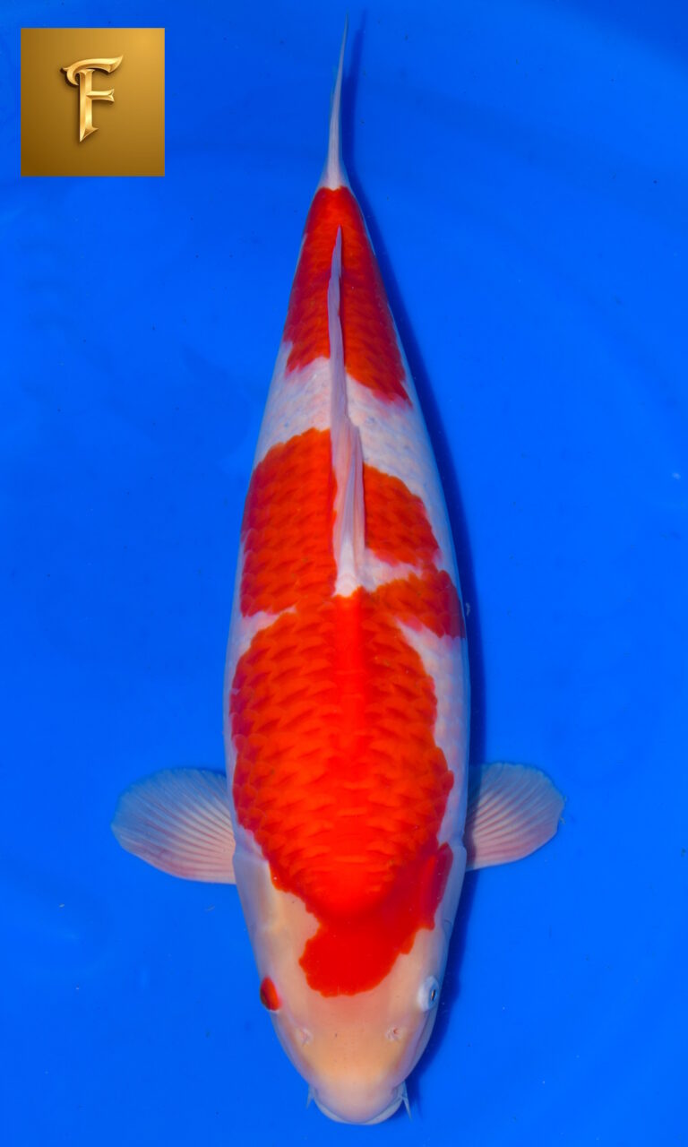 dsc 0148z