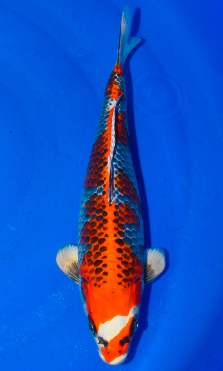 Colourful koi fish swimming in blue water