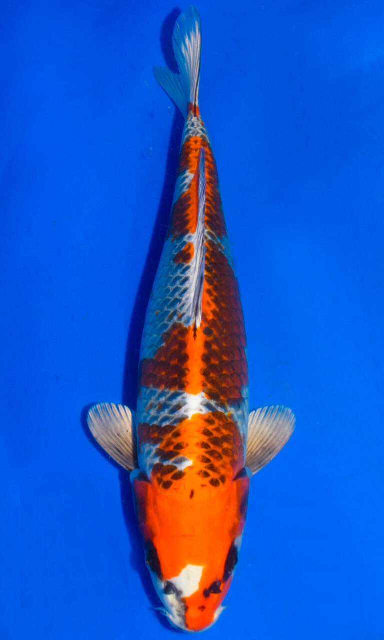 Colourful koi fish swimming in blue water