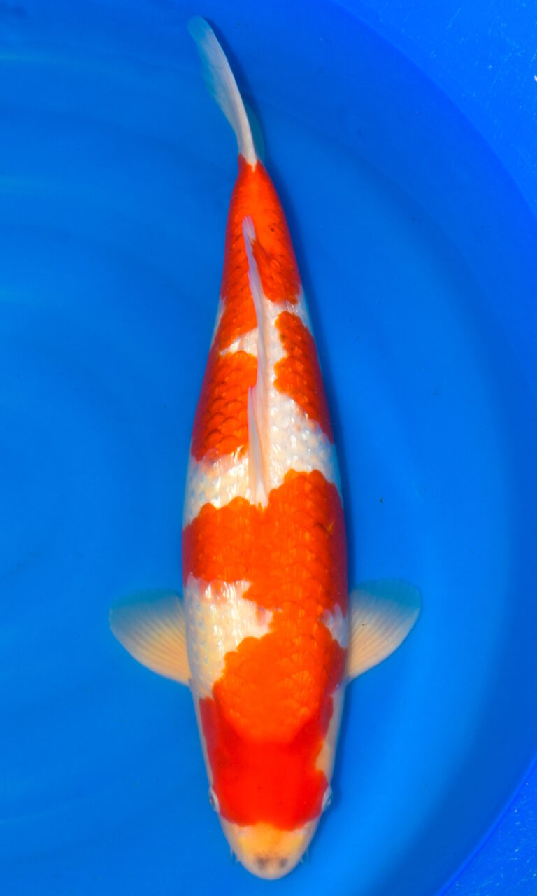 dsc 0340