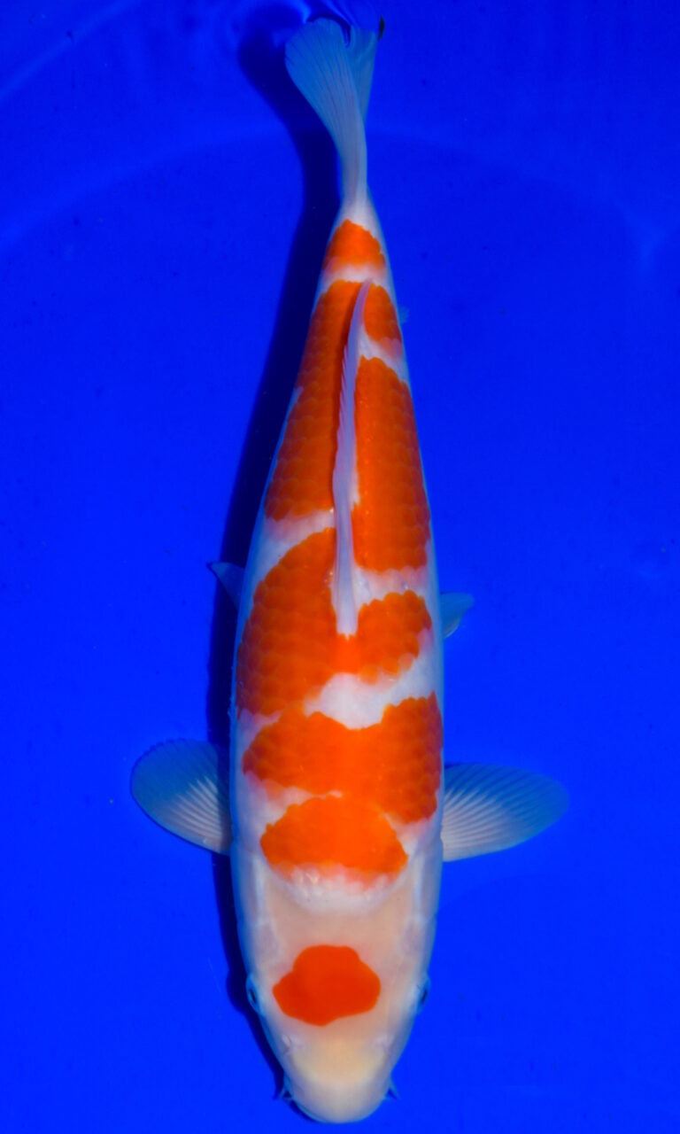 Orange and white koi fish in blue water.