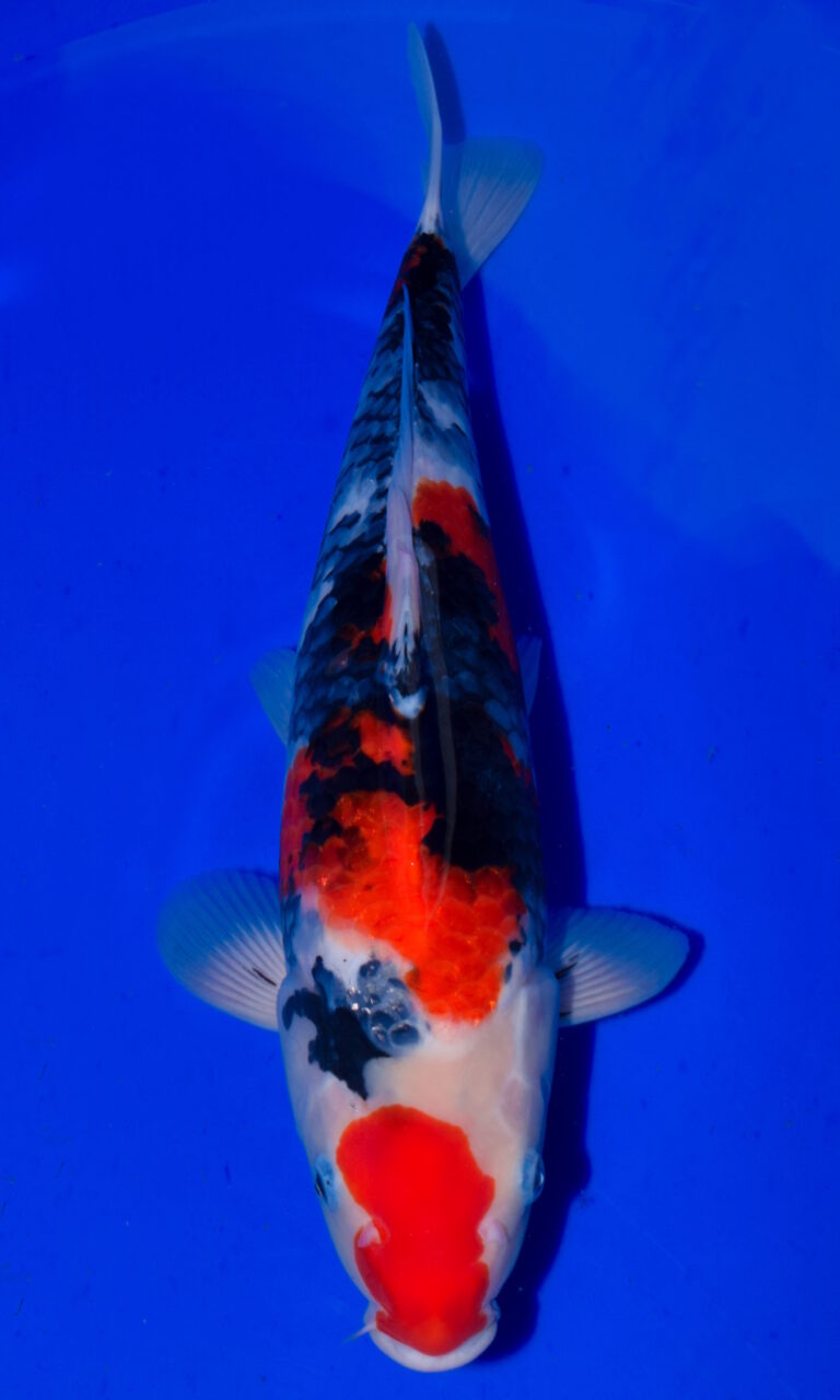 Colourful koi fish swimming in clear blue water.