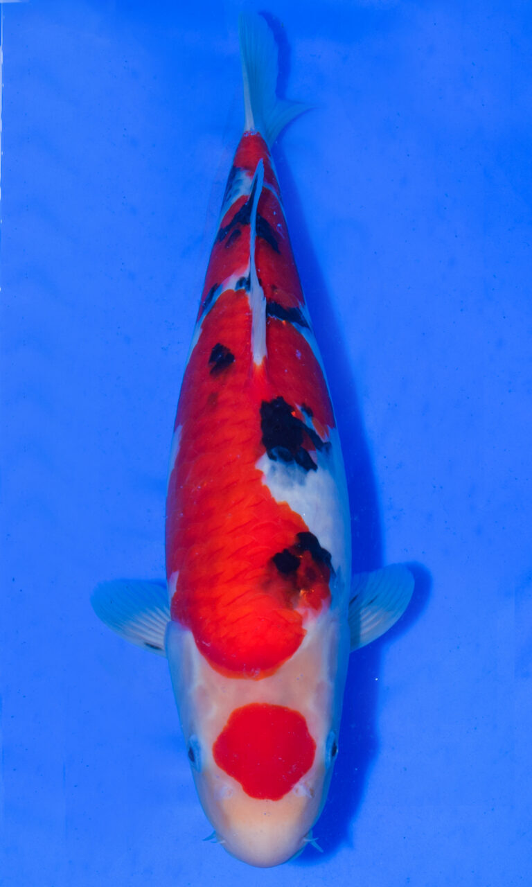 Colourful koi fish swimming in blue water.