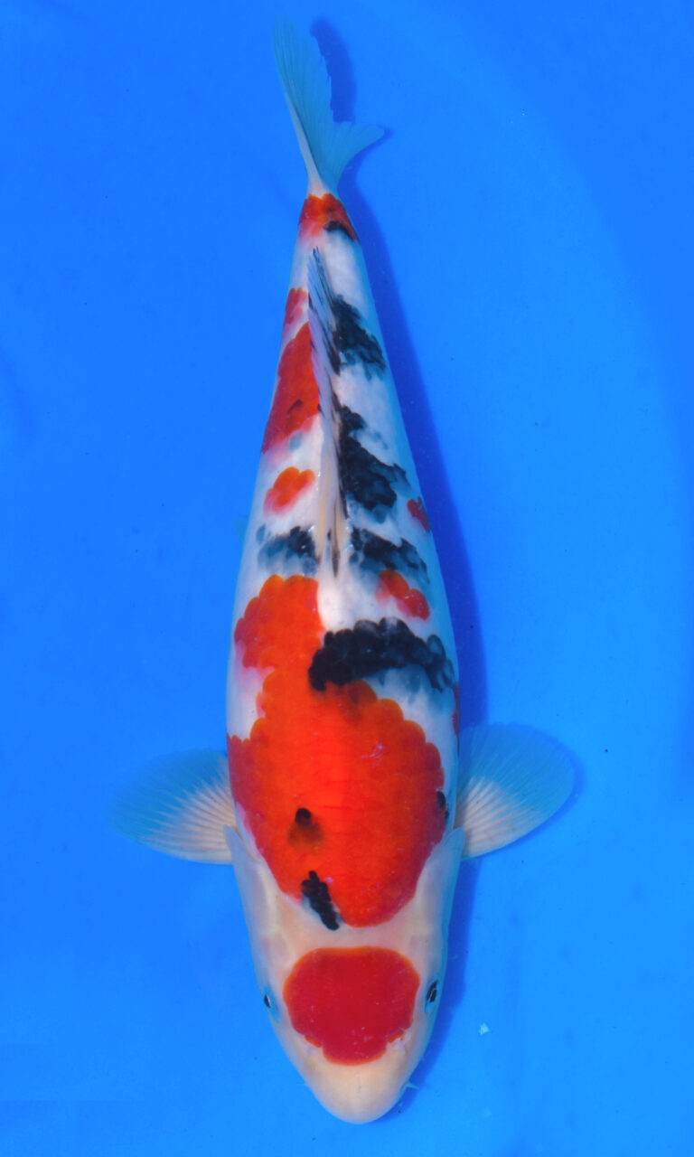 Colourful koi fish in clear blue water