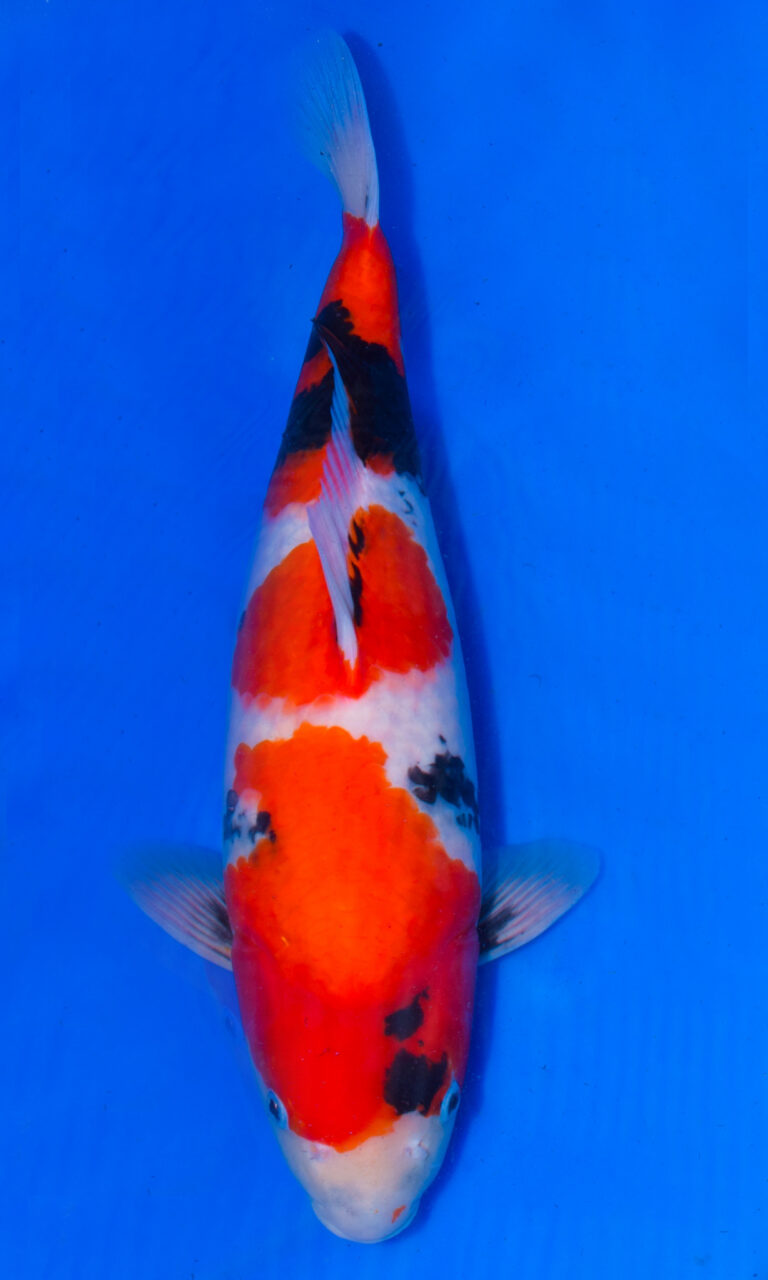 Colourful koi fish in bright blue water