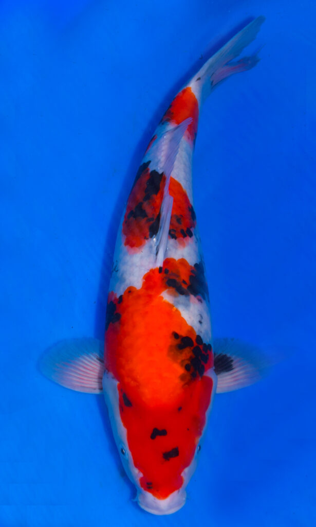 Colourful koi fish swimming in clear blue water.