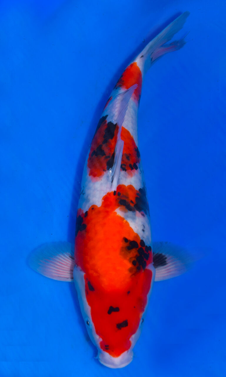 Colourful koi fish swimming in clear blue water.