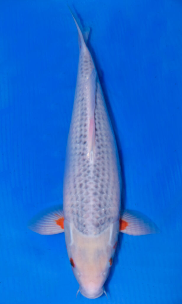 White koi fish in blue water