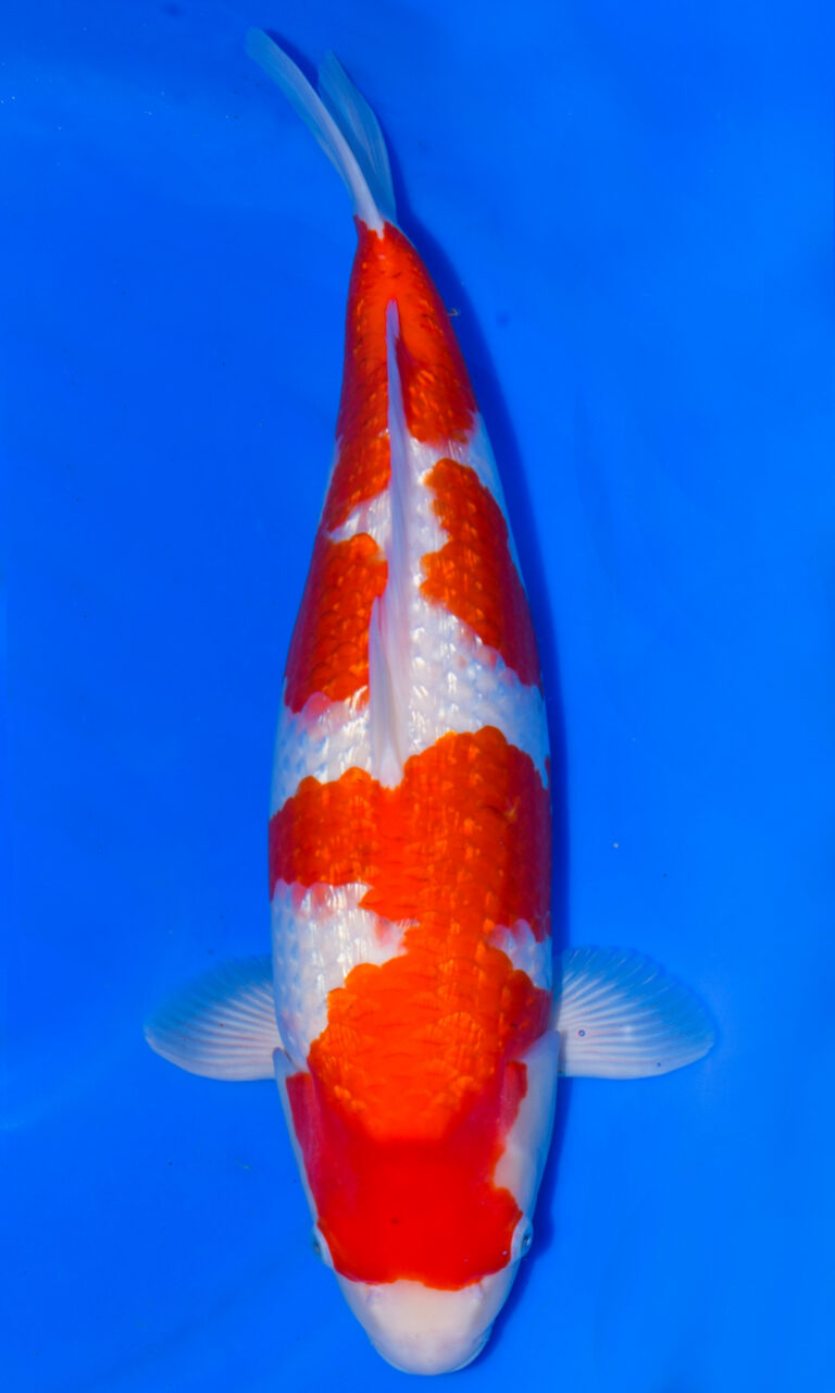 Colourful koi fish swimming in clear blue water.