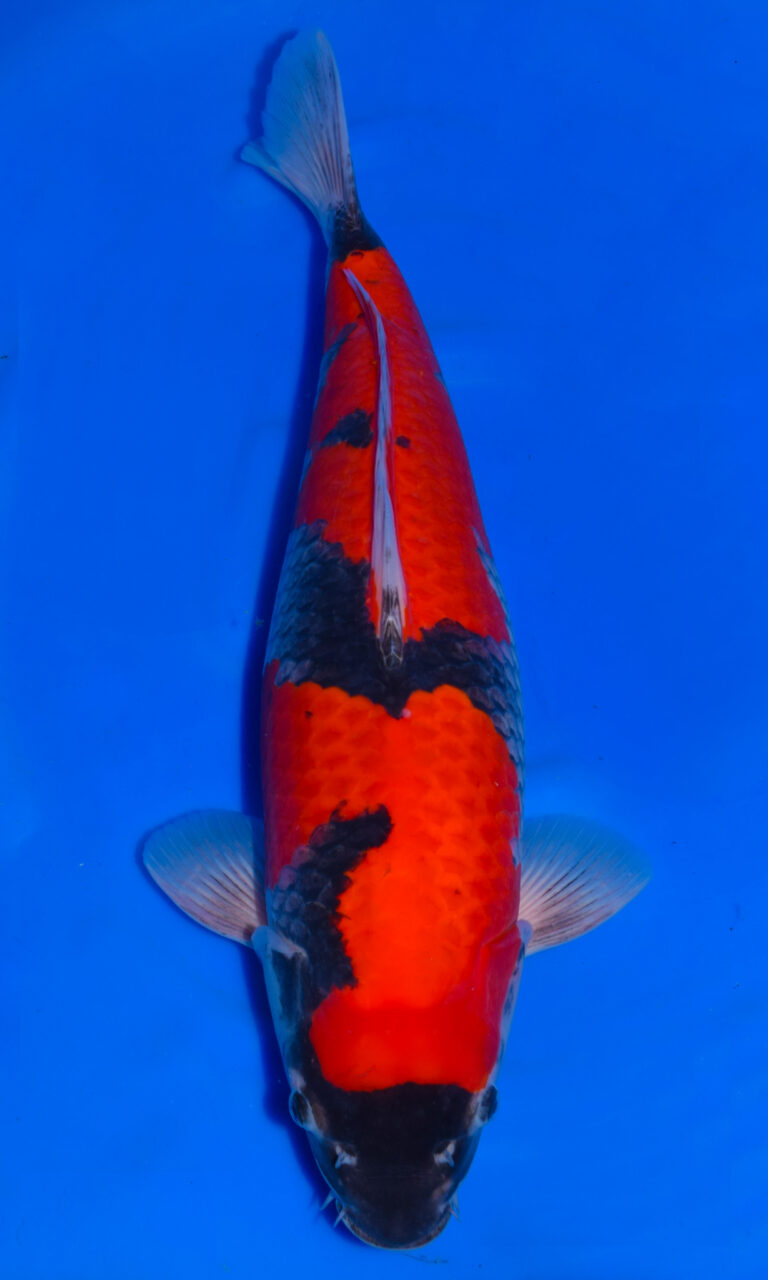 Bright red and black koi fish in blue water.