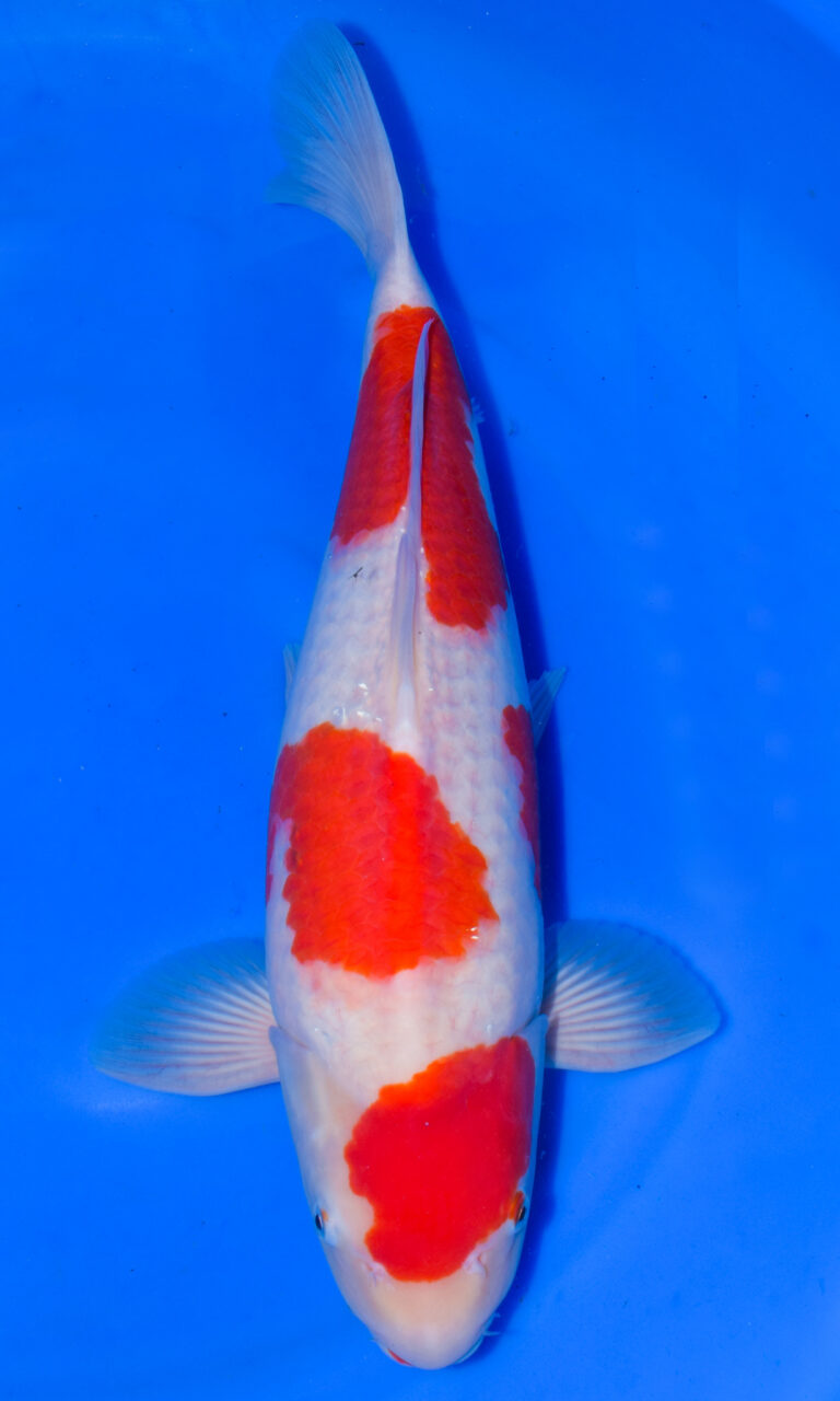 Colourful koi fish swimming in clear blue water.
