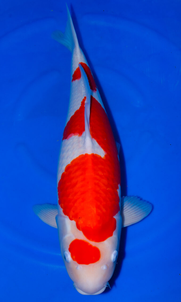 Colourful koi fish in blue water.