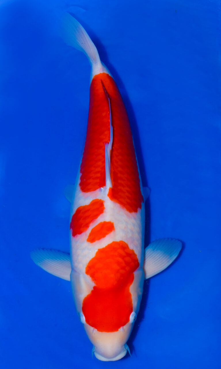 Colourful koi fish swimming in clear blue water.