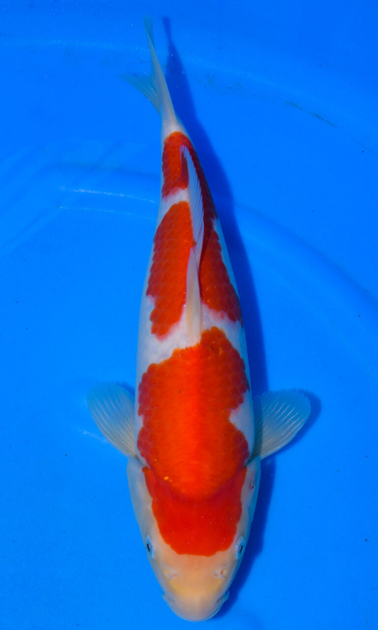 Colourful koi fish in blue water.
