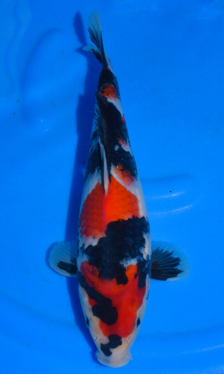 Colourful koi fish in blue water