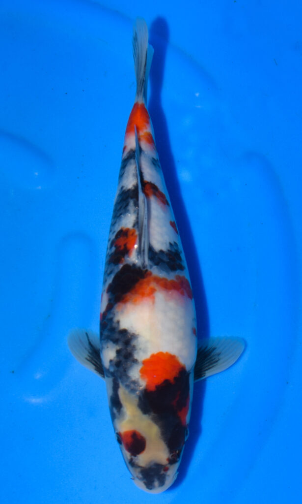 Colourful koi fish in blue water