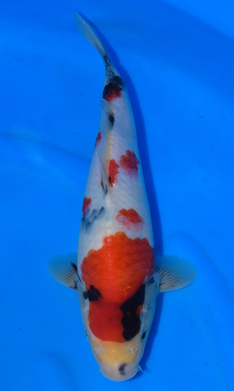 Colourful koi fish swimming in blue water