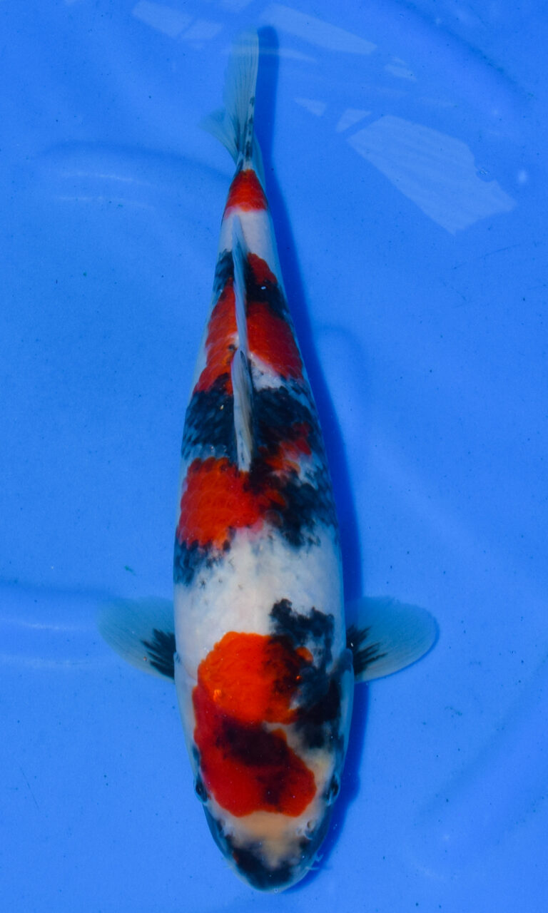 Colourful koi fish swimming in clear blue water.