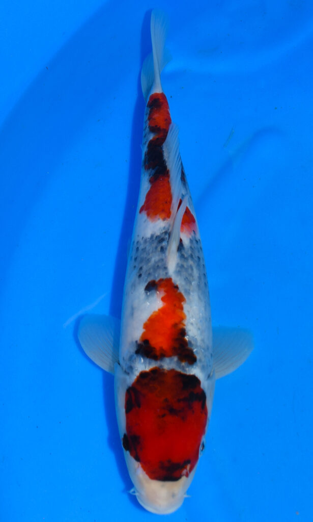 Koi fish with vibrant red and black patterns.