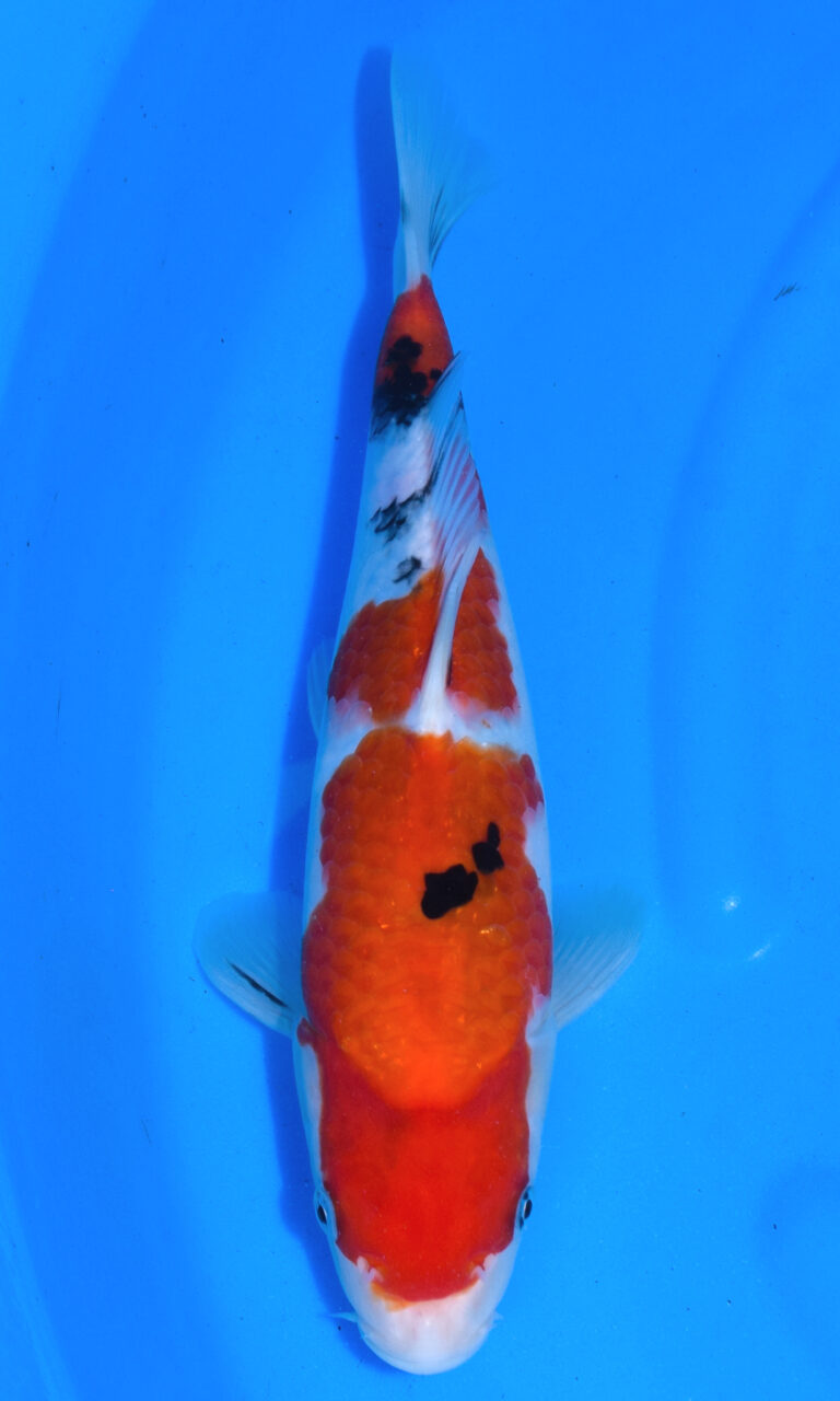 Colourful koi fish in blue water.