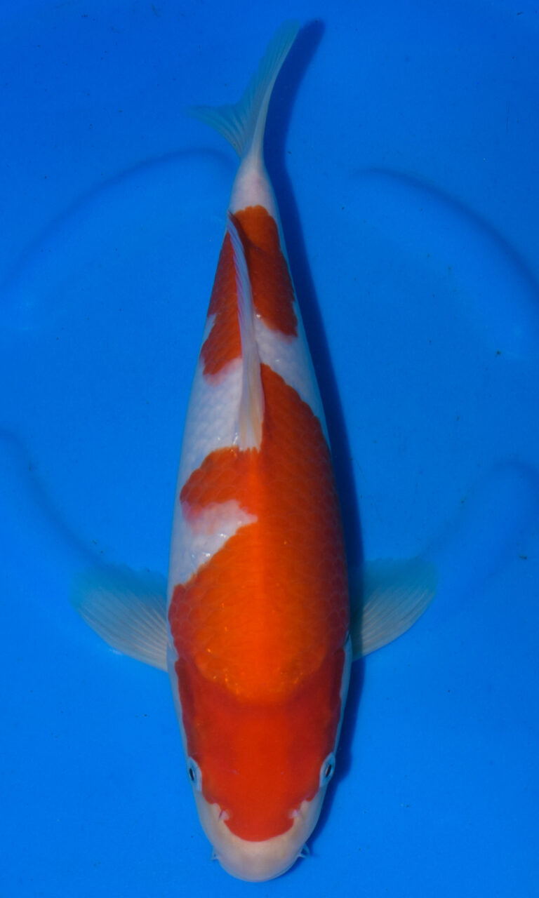 Koi fish swimming in blue water