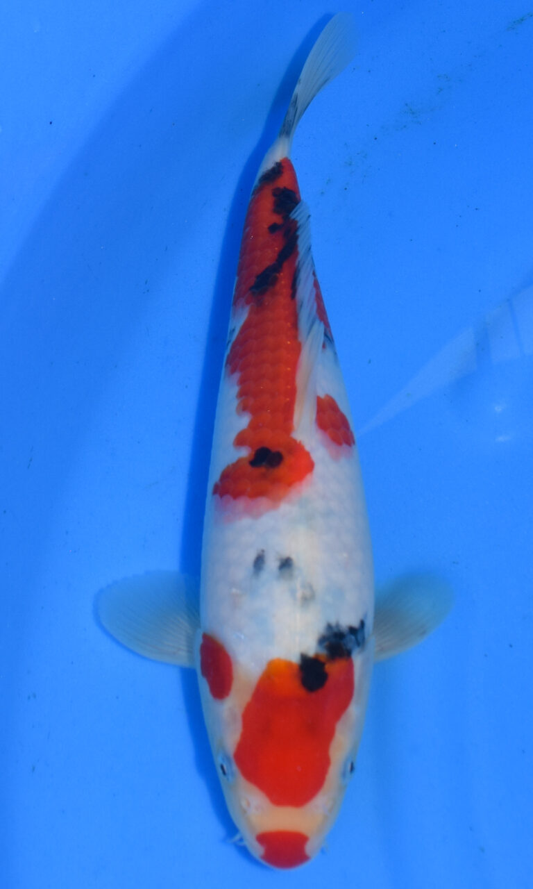 Colourful koi fish swimming in a blue pond.