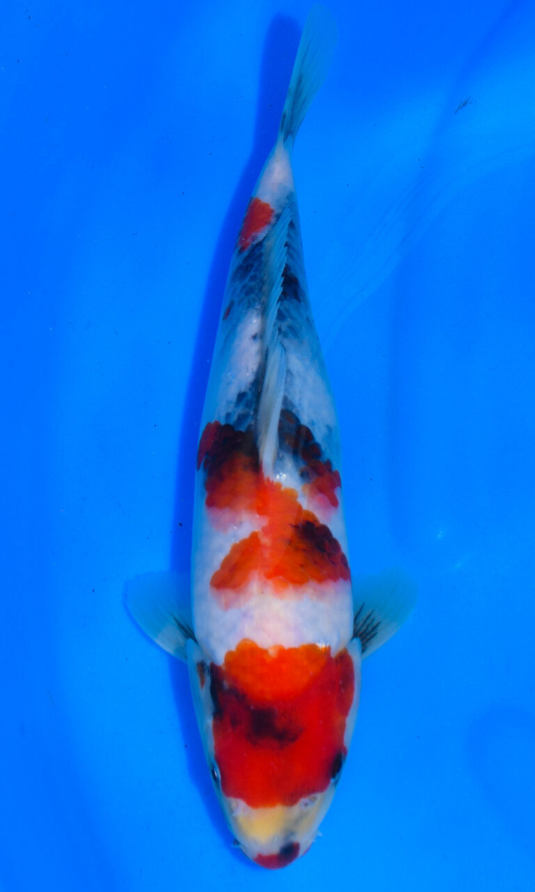 Colourful koi fish in clear blue water.