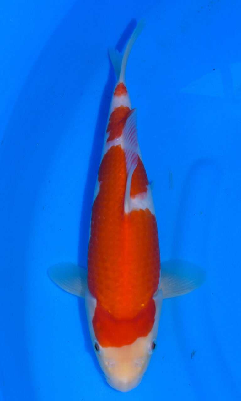 Vibrant koi fish in blue water
