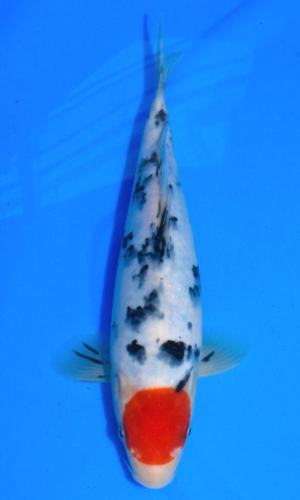 Colourful koi fish swimming in clear water.