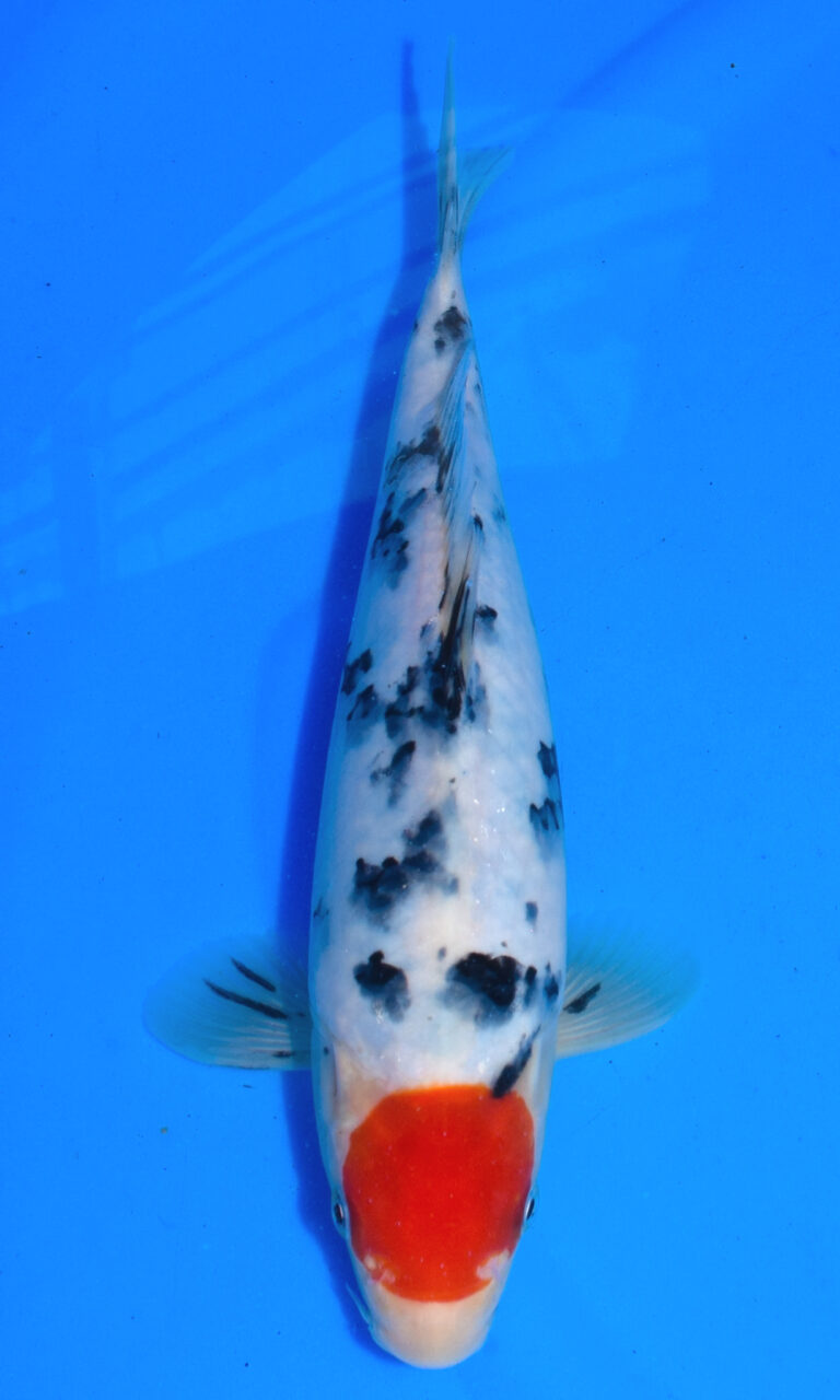 Colourful koi fish swimming in clear water.
