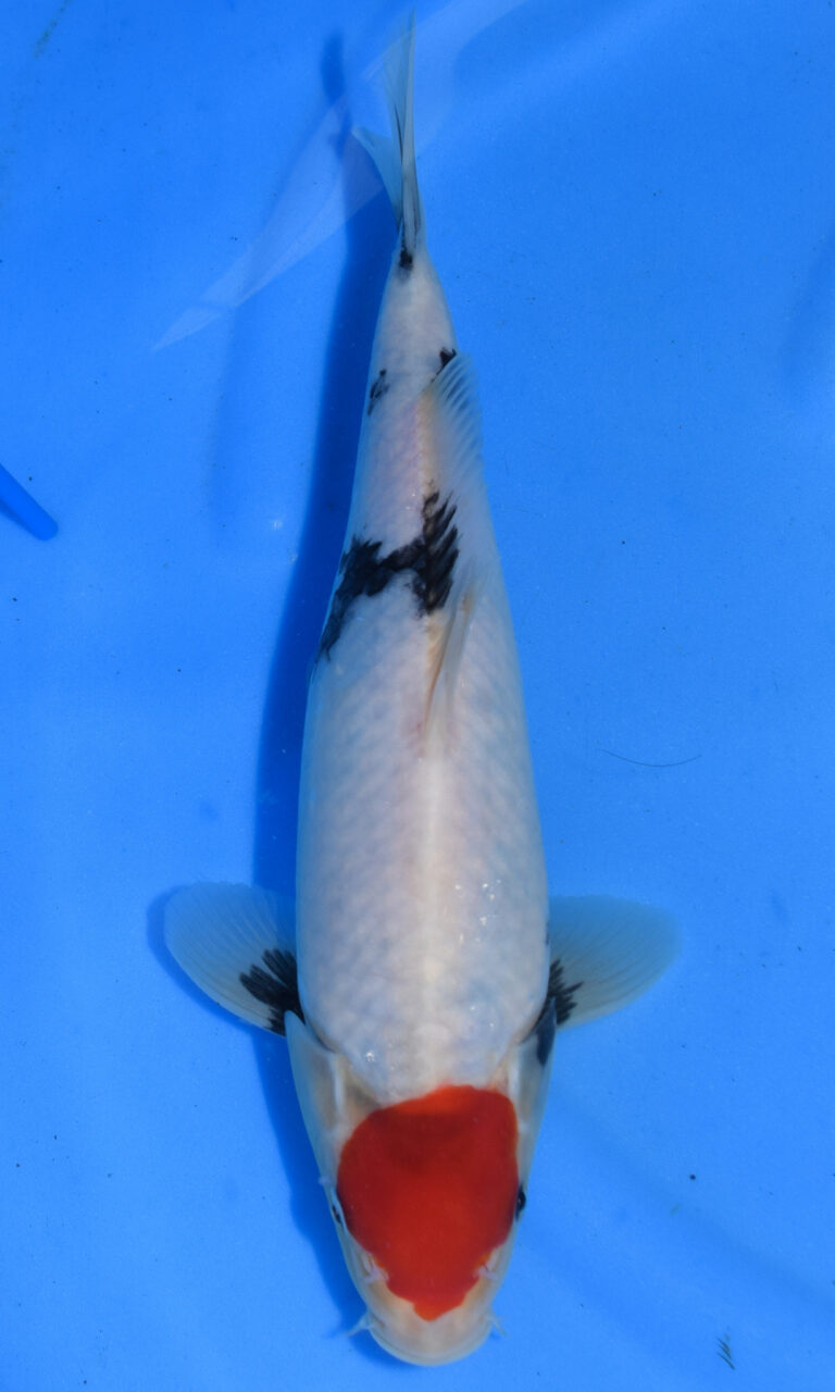 Koi fish with red and black markings swimming.