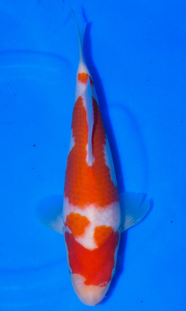 Colourful koi fish swimming in clear blue water.