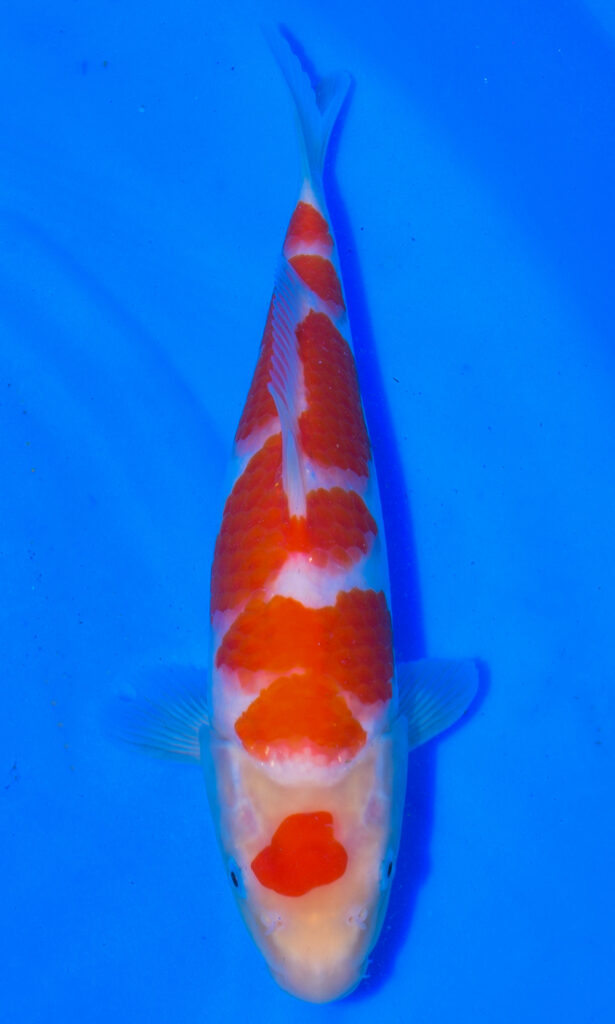 Orange and white koi fish in blue water.