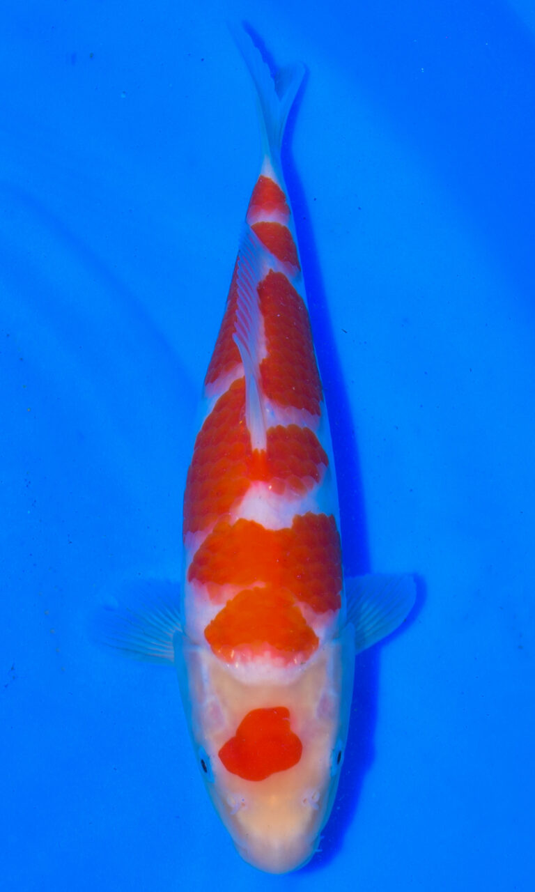 Orange and white koi fish in blue water.