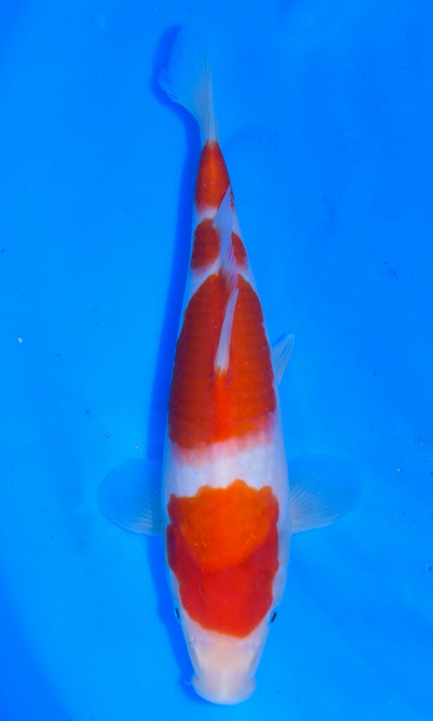Colourful koi fish swimming in blue water