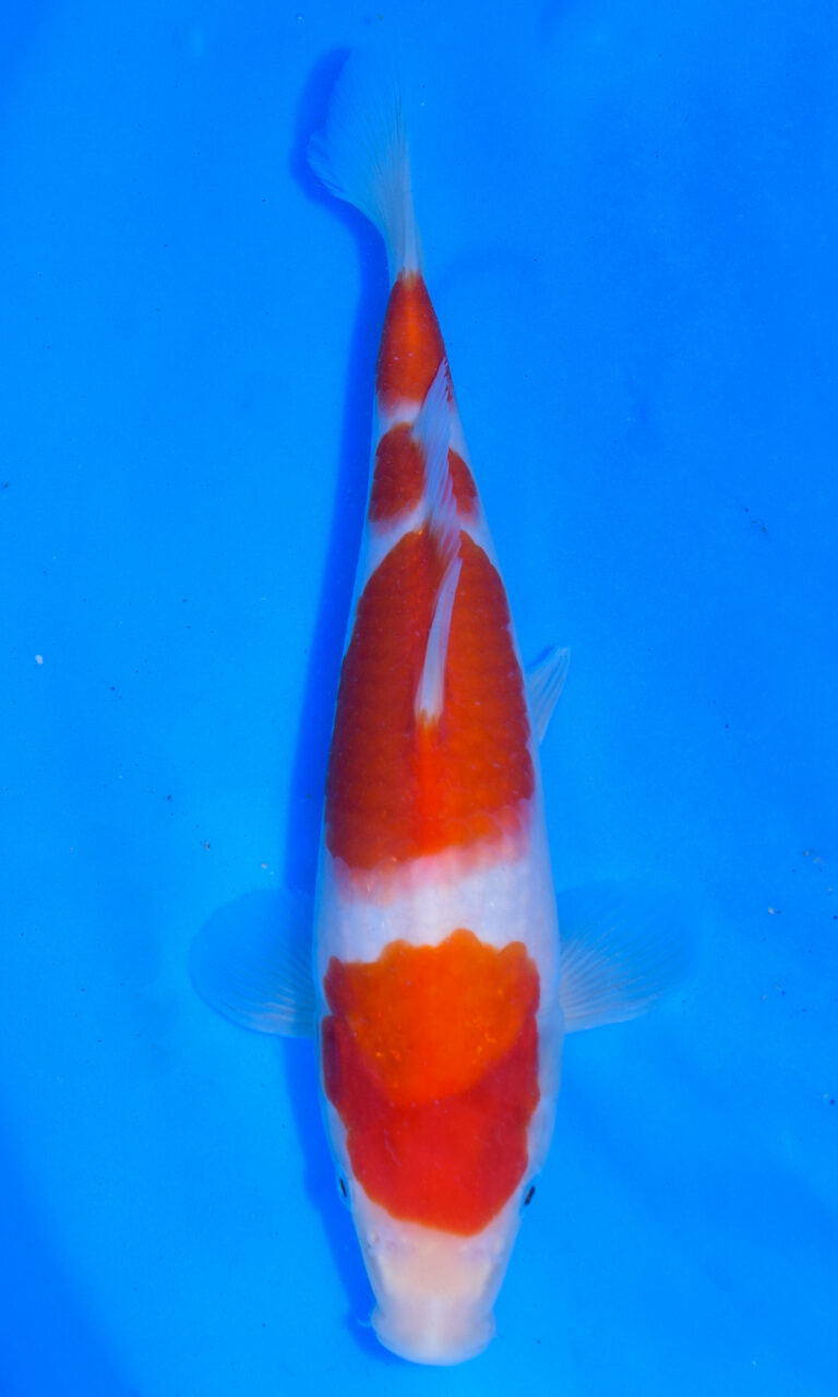 Colourful koi fish swimming in blue water