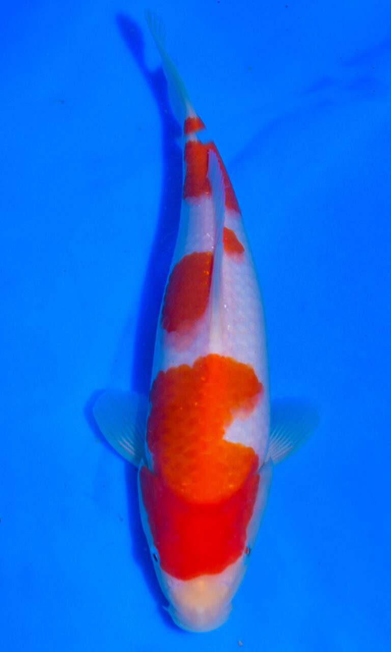 Colourful koi fish in blue water.