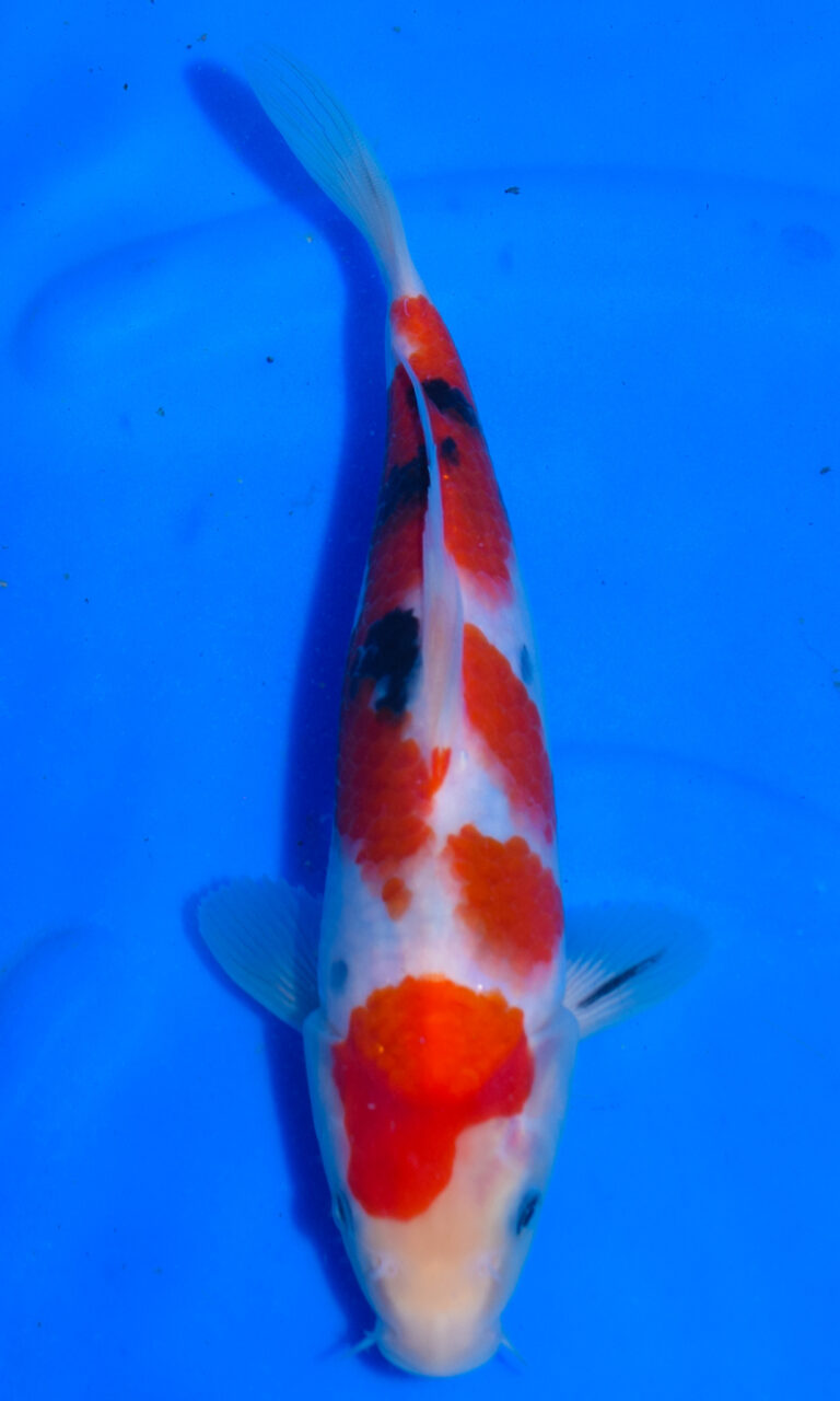Colourful koi fish swimming in blue water