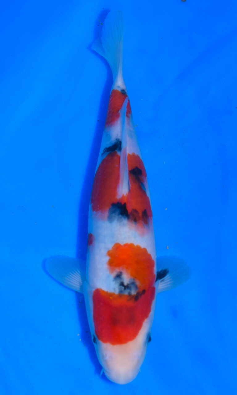 Colourful koi fish in clear blue water.