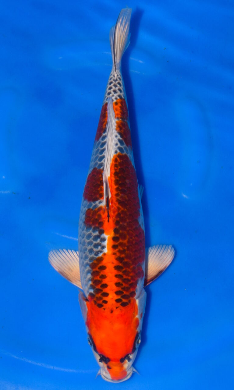 Colourful koi fish swimming in blue water.