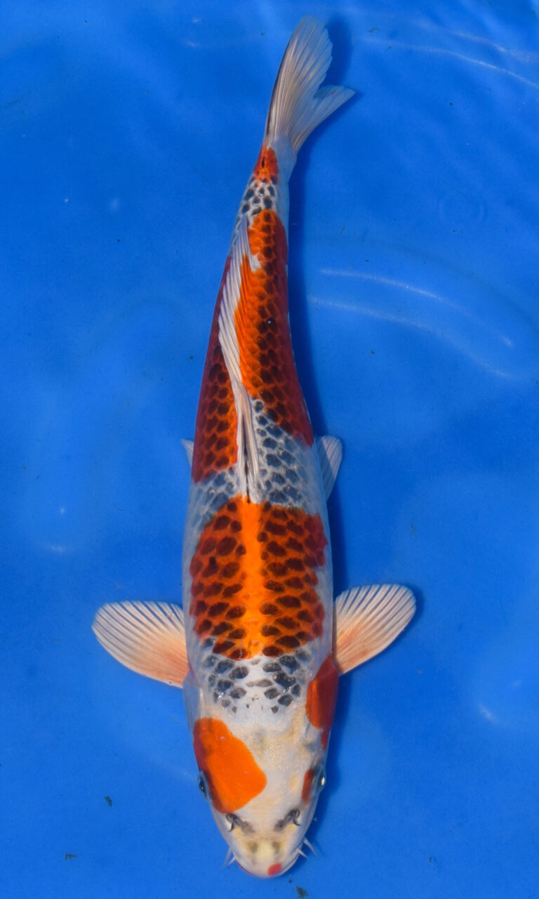 Colourful koi fish swimming in blue water