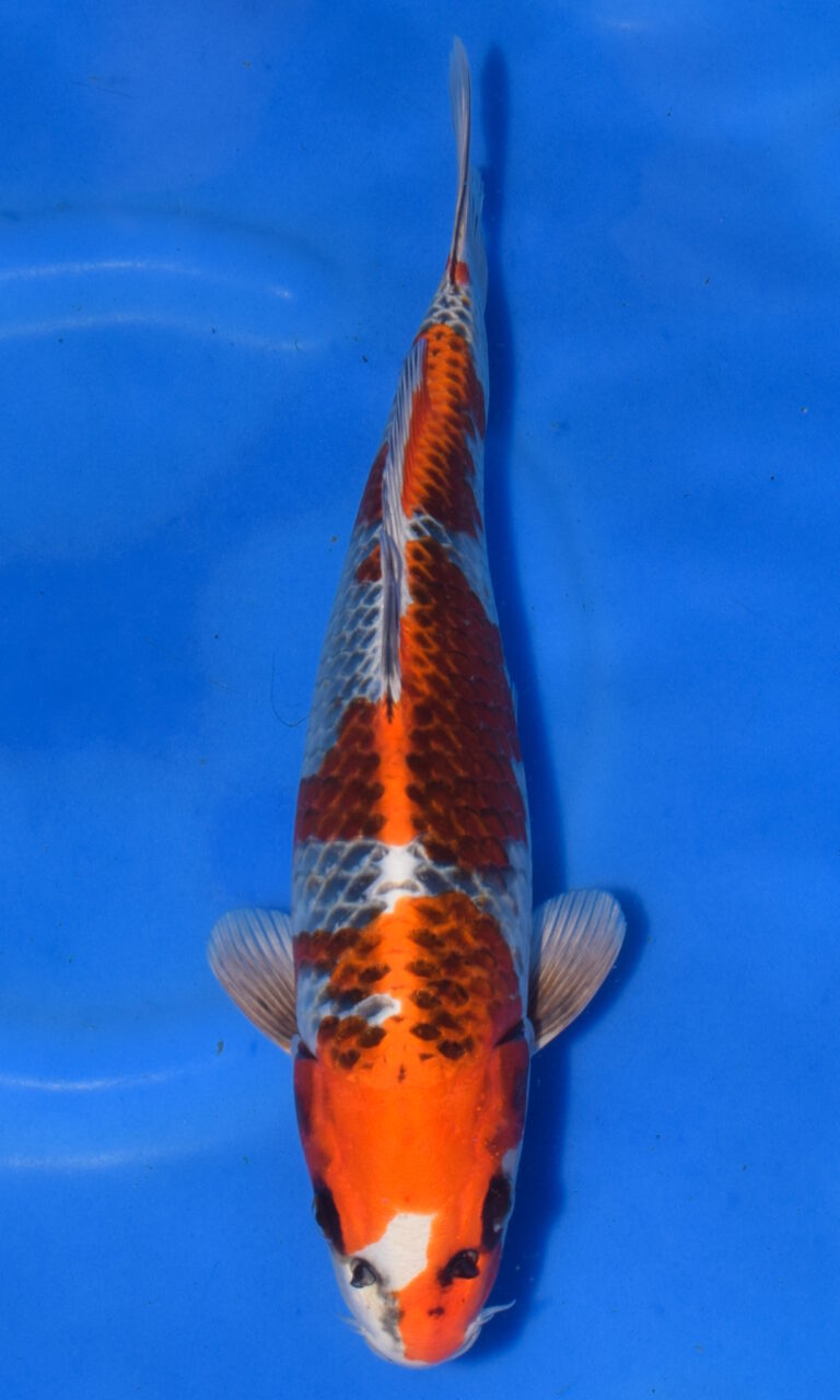 Vibrant koi fish swimming in clear water