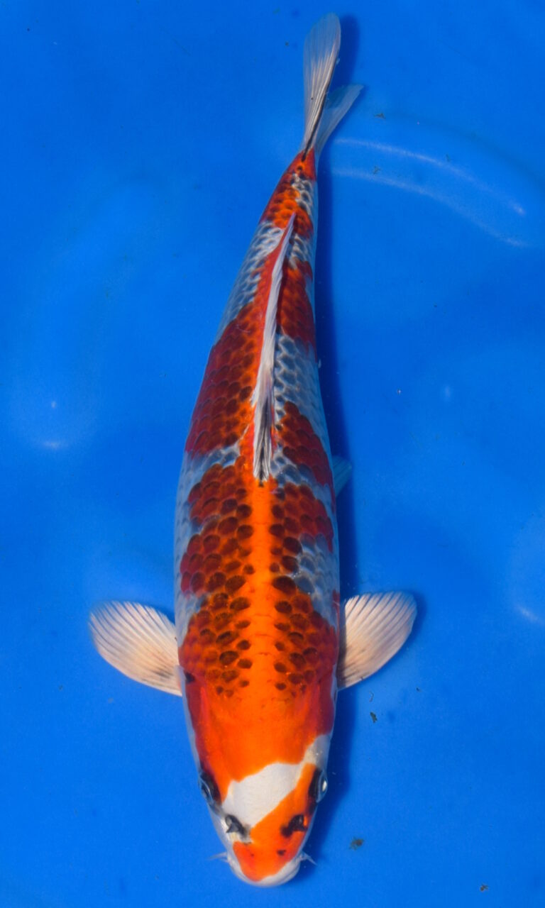 Colourful koi fish swimming in clear blue water.